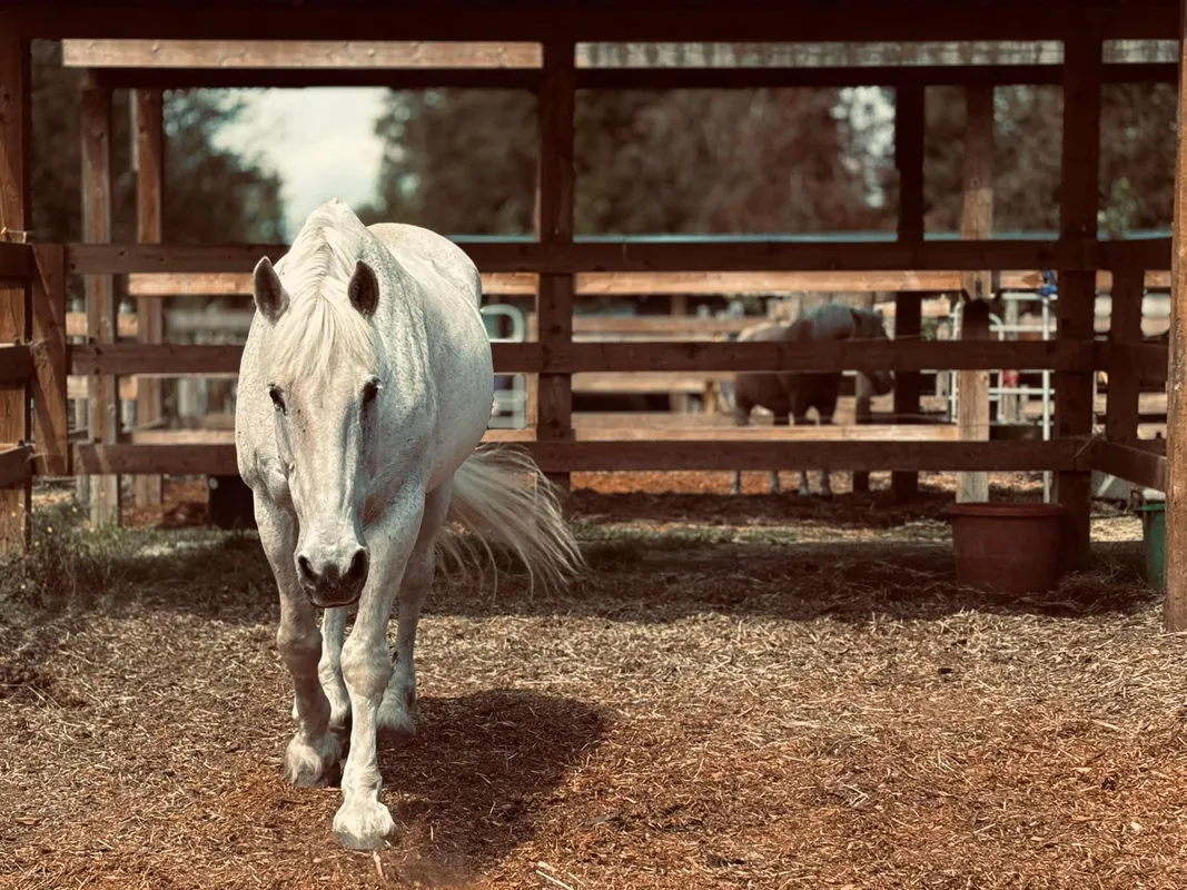A & T Equestrian Centre — Surrey (2)