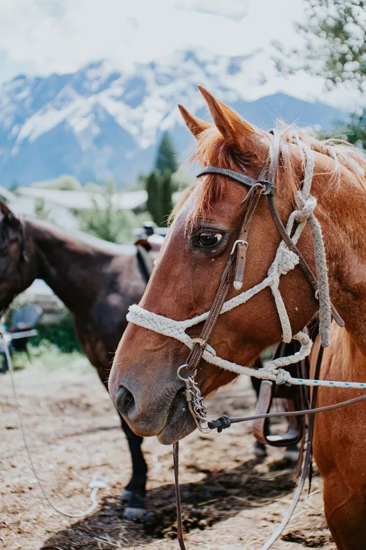 Adventures On Horseback — Pemberton (2)