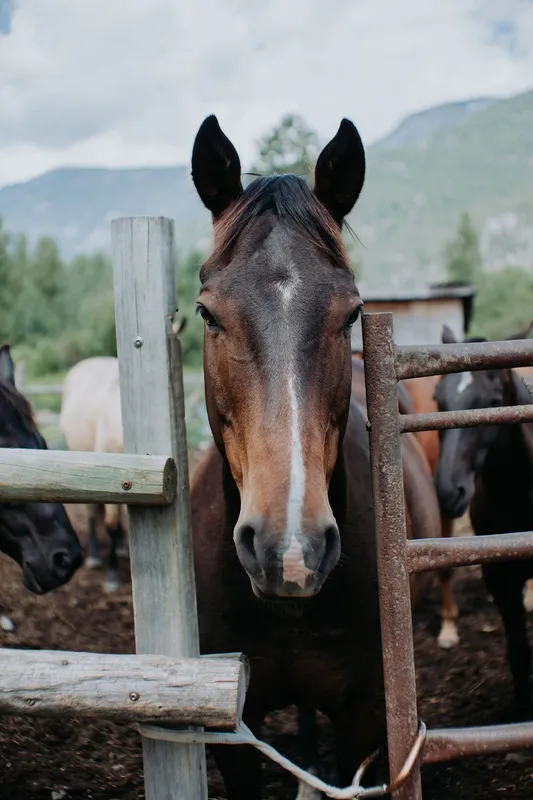Adventures On Horseback — Pemberton (3)