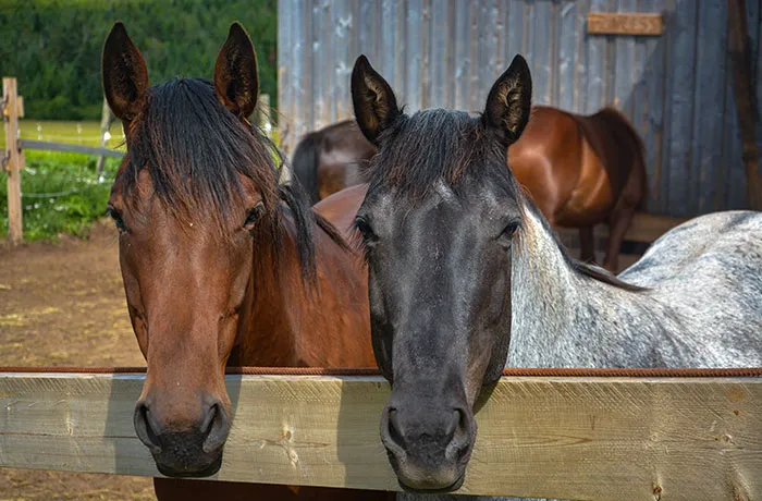 B&B on the Hill - Forge & Stable — St. Mary's (3)