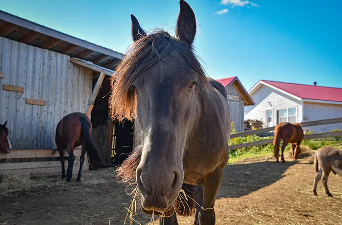 B&B on the Hill - Forge & Stable — St. Mary's (4)