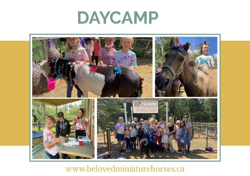 Beloved Miniature Horses — Irishtown (3)
