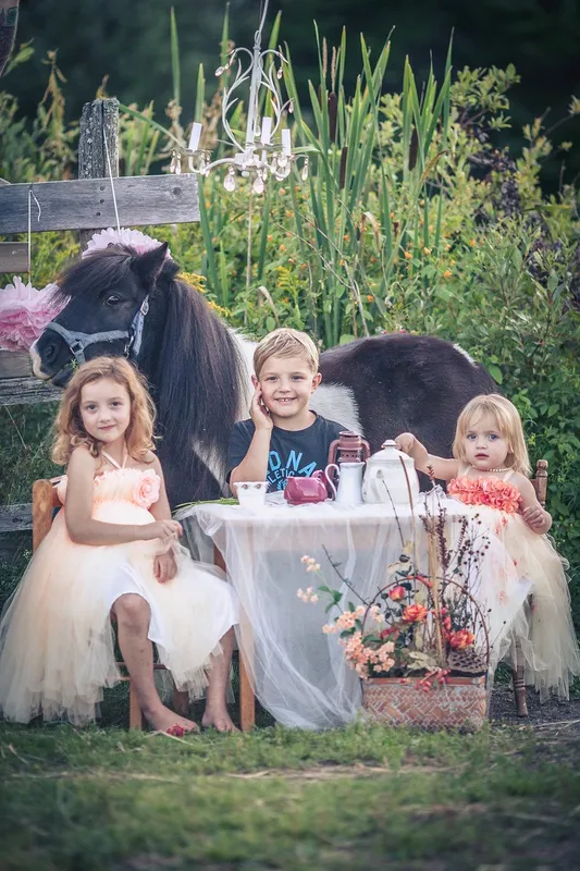 Beloved Miniature Horses — Irishtown (4)