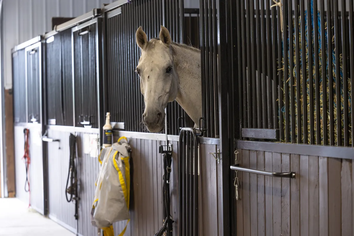 Birnam Wood Equestrian — Millarville (4)