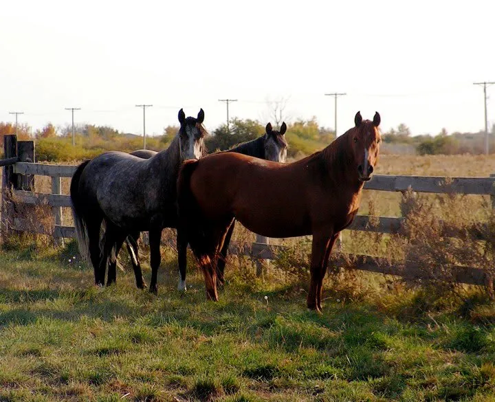 Black Poplar Equestrian Farm — Hague (3)