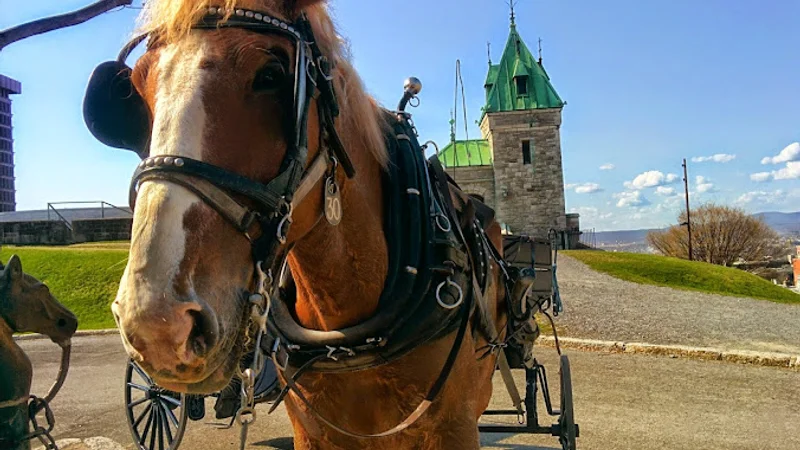 Calèches Québec — Québec City, Montérégie