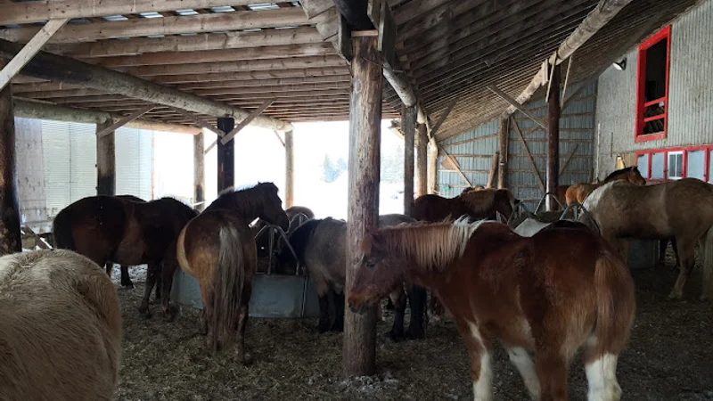 Cheval Défi — Saint-Augustin-de-Desmaures, Quebec