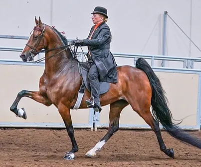 Clover Leaf Stables Equestrian Centre — Sherwood Park (3)