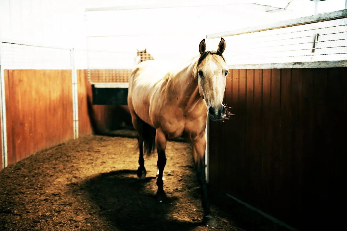 Coulee Equine Conditioning & Rehabilitation — Olds (2)