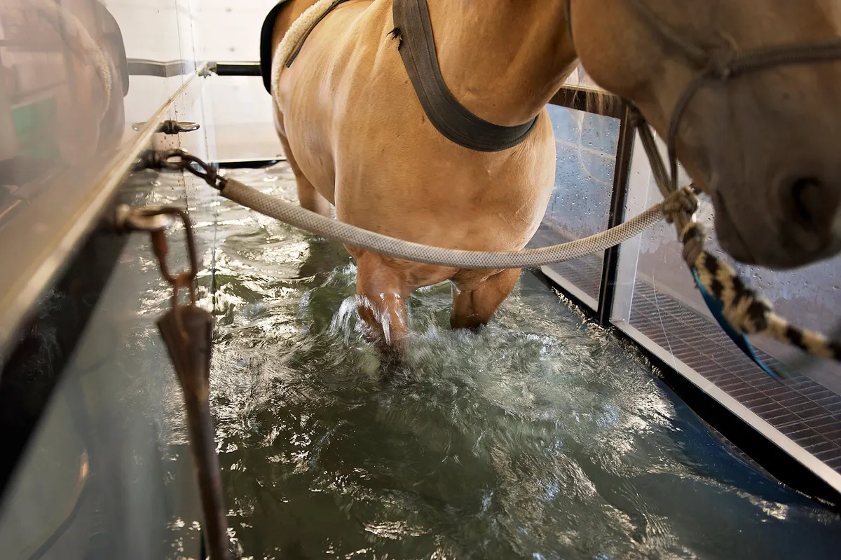 Coulee Equine Conditioning & Rehabilitation — Olds (3)