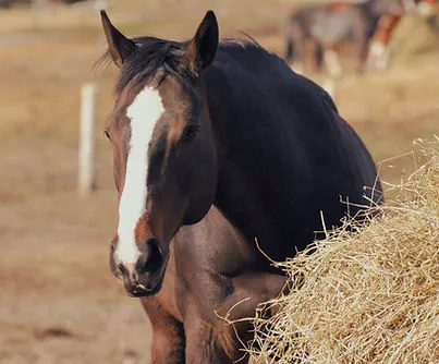 Crazy Horse Ranch — Saint-Christophe-d'Arthabaska (2)