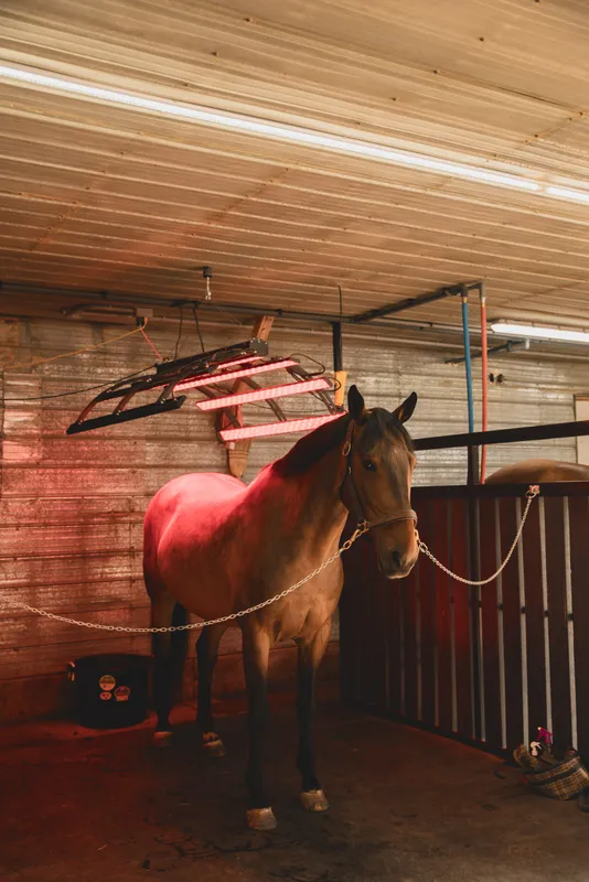 Diamond City Equestrian — Lethbridge County (3)