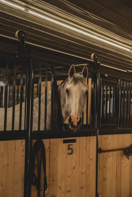 Diamond City Equestrian — Lethbridge County (4)