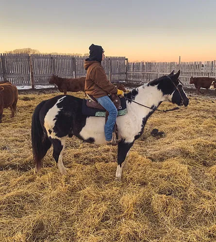 Dustyridge Equine Centre — Osterwick (2)