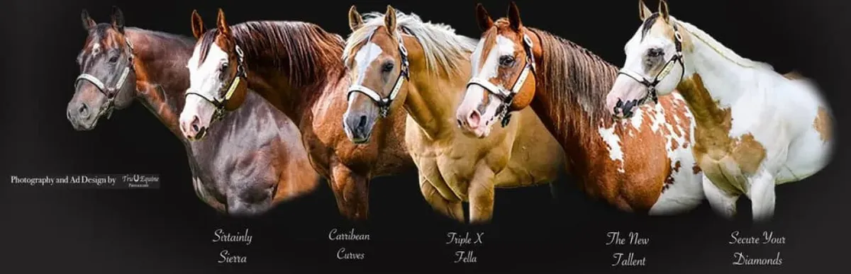Eagle Hill Equine — Eagle Hill (3)