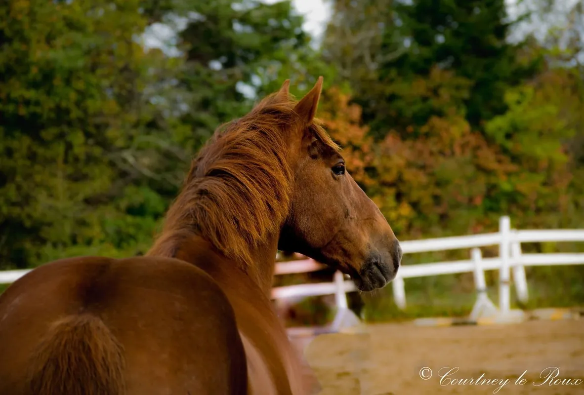 Elite Equestrian — Harvey (1)