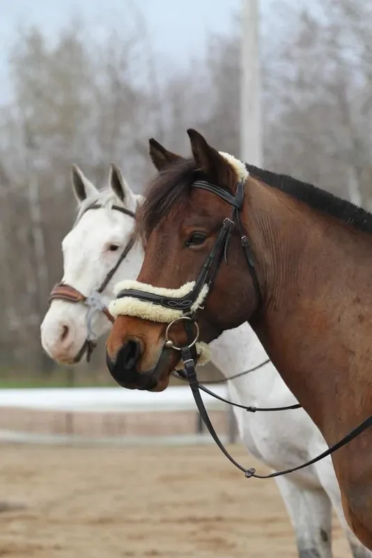 Elite Equestrian — Harvey (3)