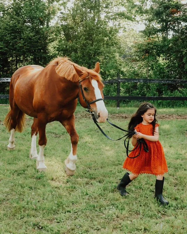 Elite Equestrian — Harvey (4)
