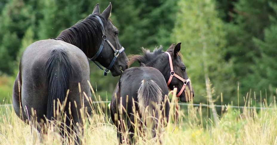 Equestrian Center Geronimo | Cours Équitation, Pension Intérieur & Camp De Jour — East Angus (2)