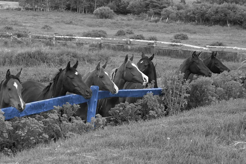 Equestrian Nova Scotia — Halifax (2)