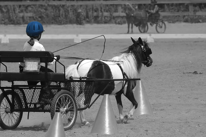 Equestrian Nova Scotia — Halifax (3)