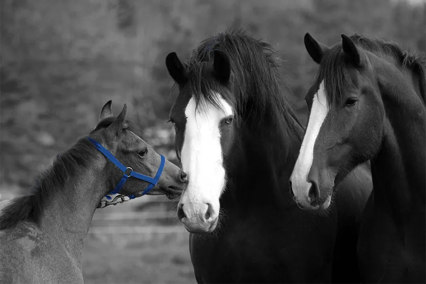 Equestrian Nova Scotia — Halifax (4)