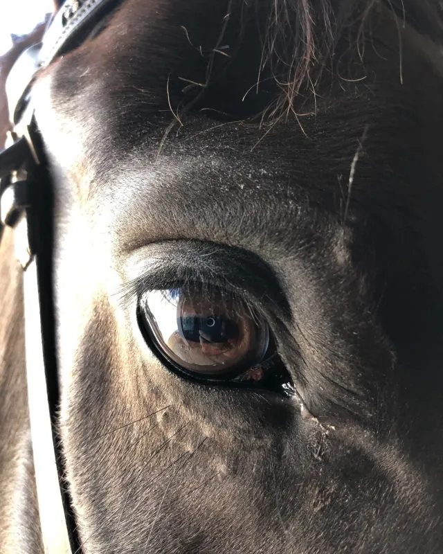 Extreme Stables — Tees (4)