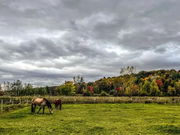 Ferme Équestre Aux Trois Temps — Saint-Basile-le-Grand (3)