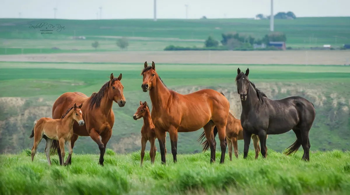 Fleetwood Farms Quarter Horses — Champion (1)