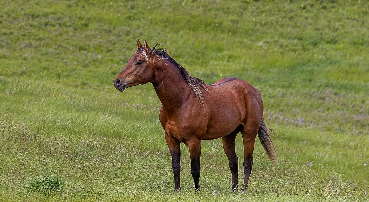 Fleetwood Farms Quarter Horses — Champion (2)