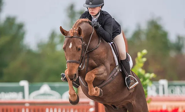 Foxwood Farm Equestrian Centre — Gilford (1)