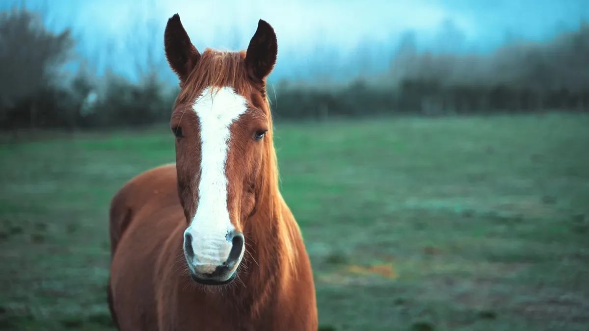 Healing Horse Haven — East Kootenay (1)