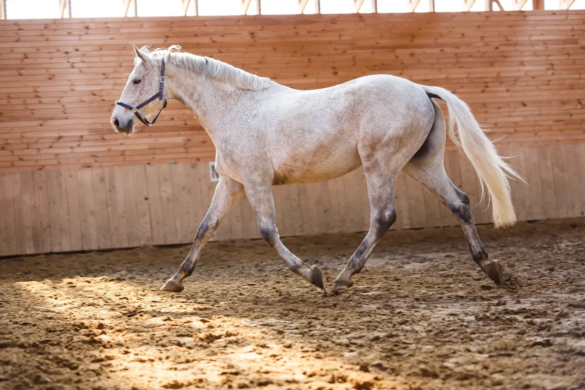 Hillsview Stables — Lively (1)