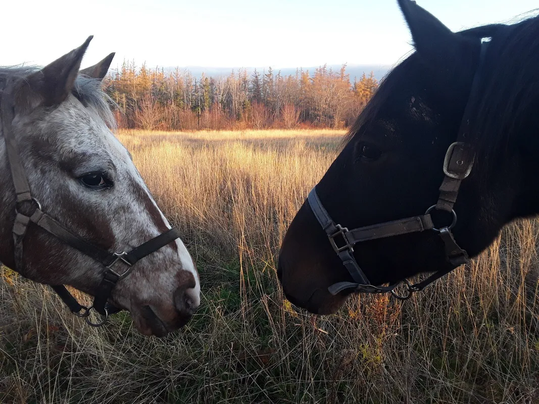Hoofprints Ranch — Mount Stewart (1)