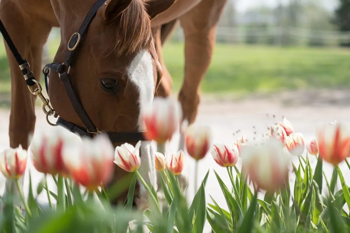 Ian Millar School of Horsemanship — Nepean (2)