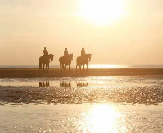 Island Wide Equestrian — Winsloe South (1)