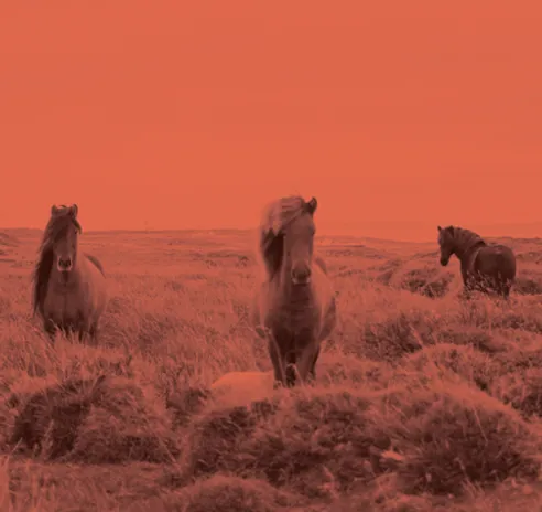 Les Écuries Carnajean - 3