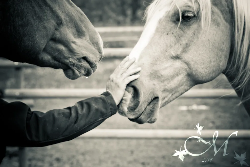 Lucky Break Ranch and Tack — Rivers (1)