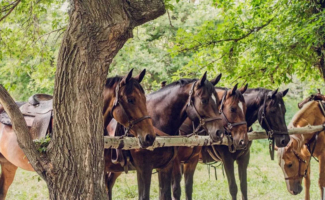 Lucky Seven Ranch — Saint Alphonse (1)