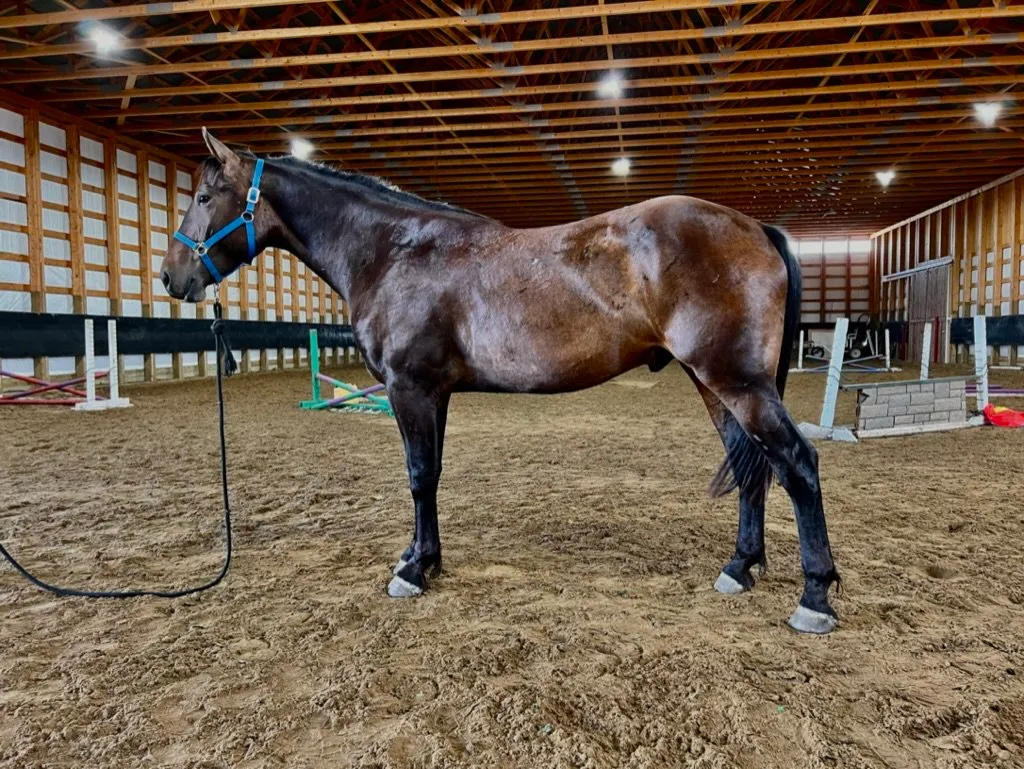 Lucky Seven Ranch — Saint Alphonse (4)
