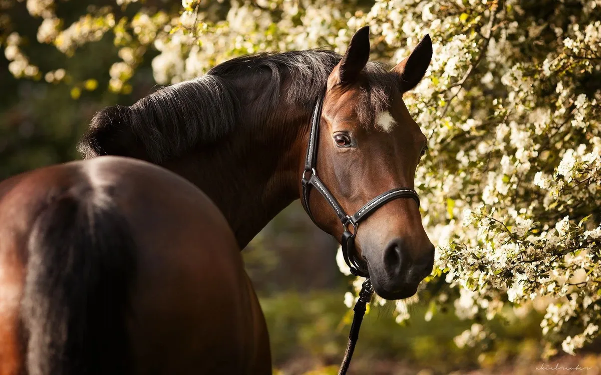 Meadow Ridge Equestrian — Spruce Grove (2)