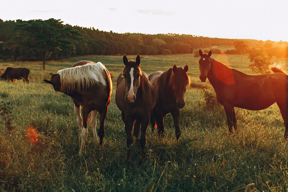 Miracle Ranch — Winnipeg (2)