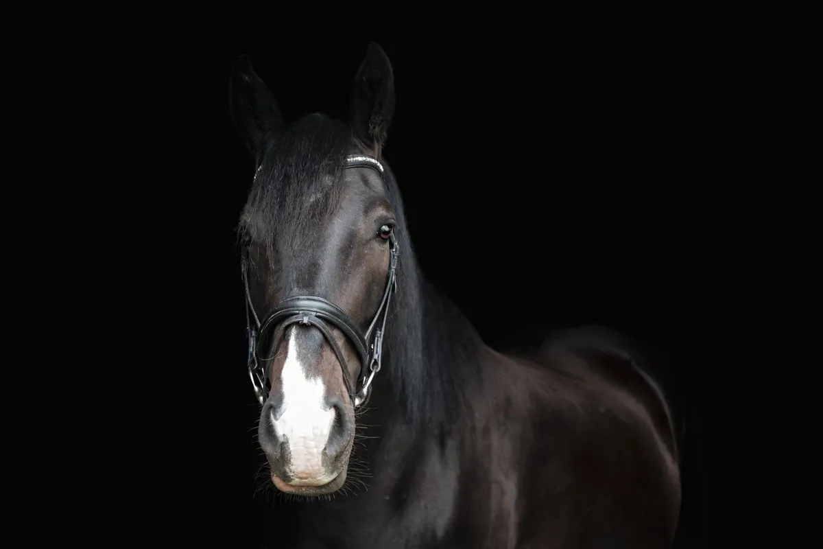 Mission Ridge Stables — St. Albert (1)