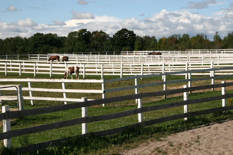 Morning Star Equestrian Farm — Brantford (2)