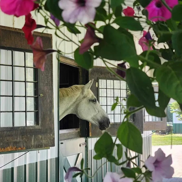 Northern Legacy Horse Farm — Whitefish (4)