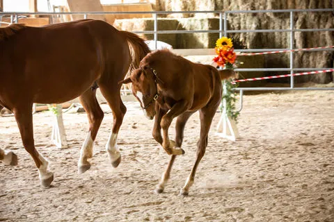 Orchard Park Stables — Freelton (3)