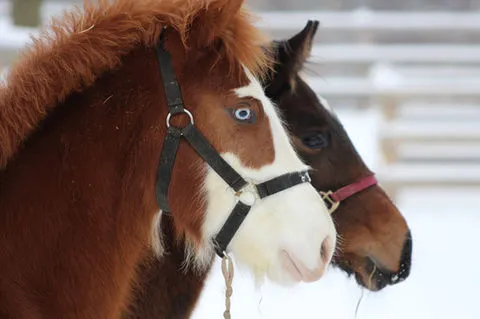 Orchard Park Stables — Freelton (4)