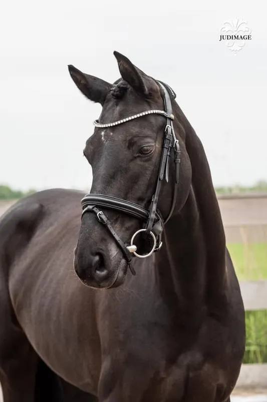 Outlander Equestrian — Montreal (1)