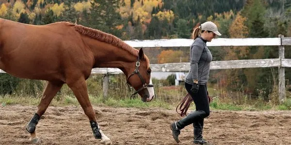Picket Hill Equestrian Centre — Estey's Bridge (2)