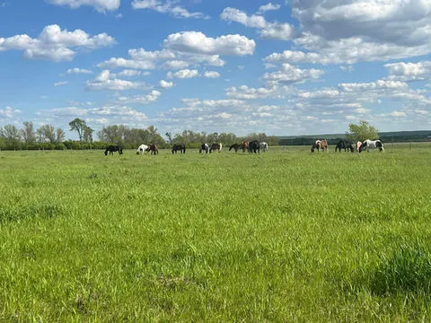 Prairie Breeze Stables — Brandon (2)